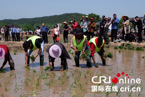 【河南原創】大別山插秧節開幕 五一假期來河南品“原味商城”