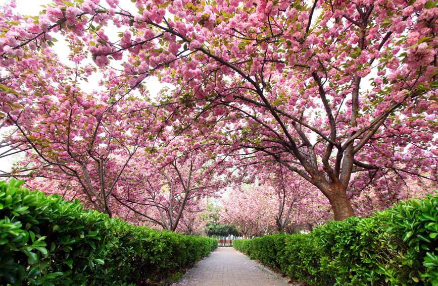 【城市遠洋】洛陽嵩縣：待到春花爛漫時