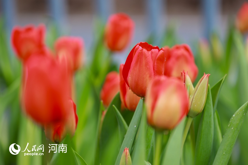 河南新鄉：春到太行花滿山