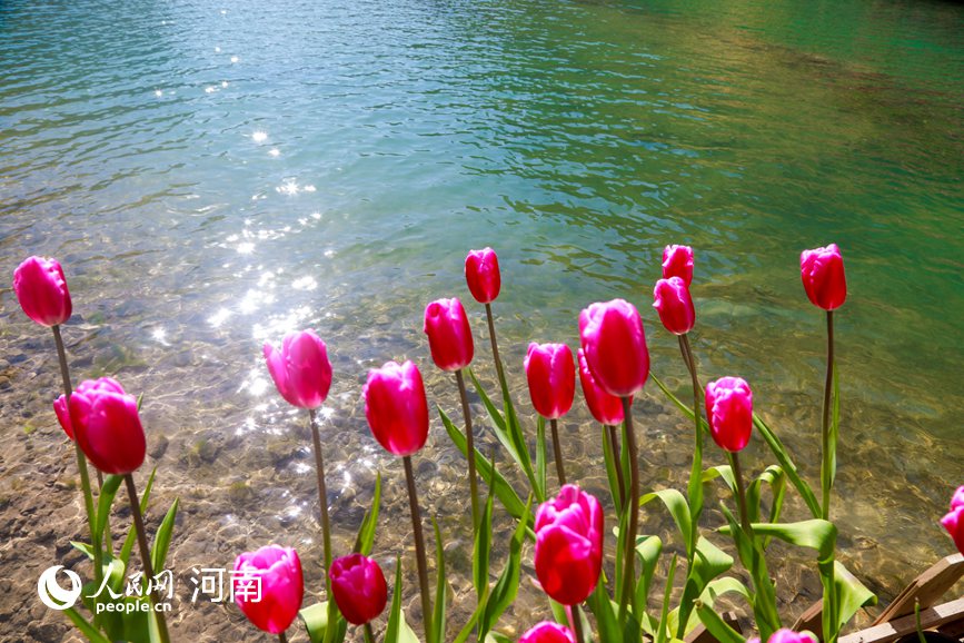 河南新鄉：春到太行花滿山