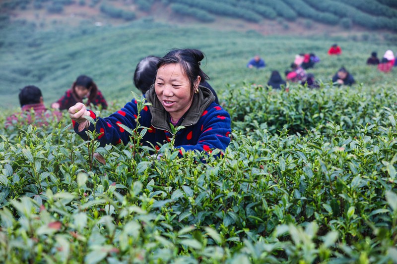 河南信陽：春光好 採茶忙