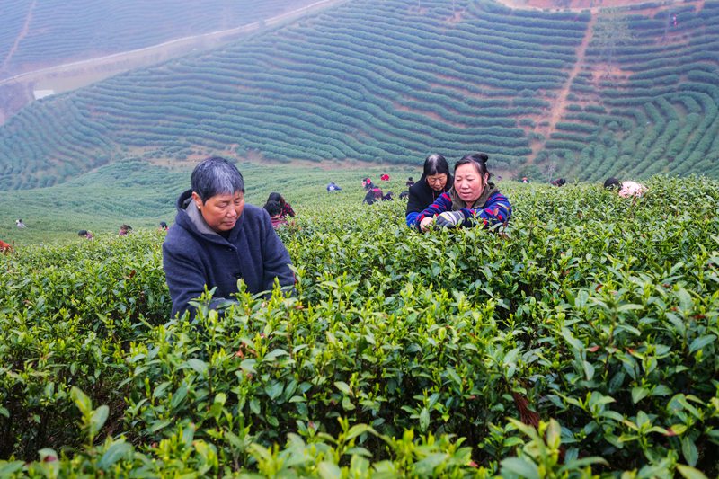 河南信陽：春光好 採茶忙