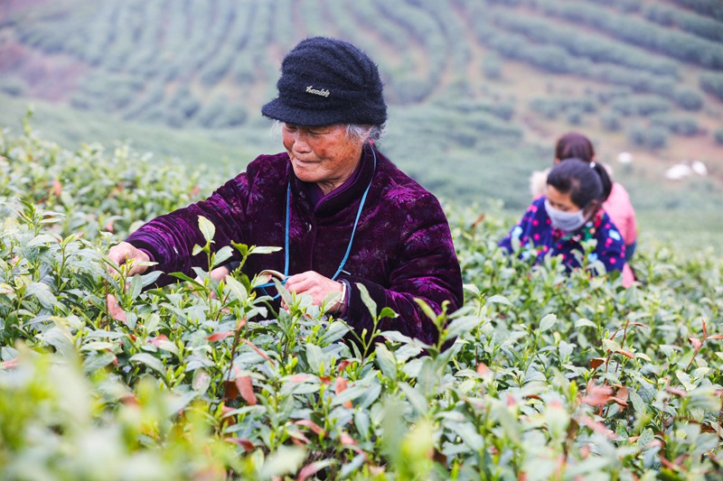 河南信陽：春光好 採茶忙