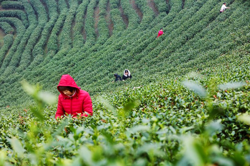 河南信陽：春光好 採茶忙