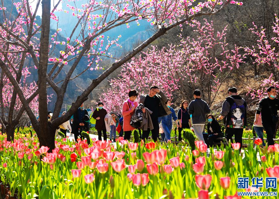 河南新鄉：鬱金香花開迎客來