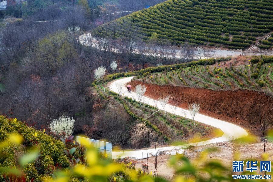 信陽商城：茶園春色