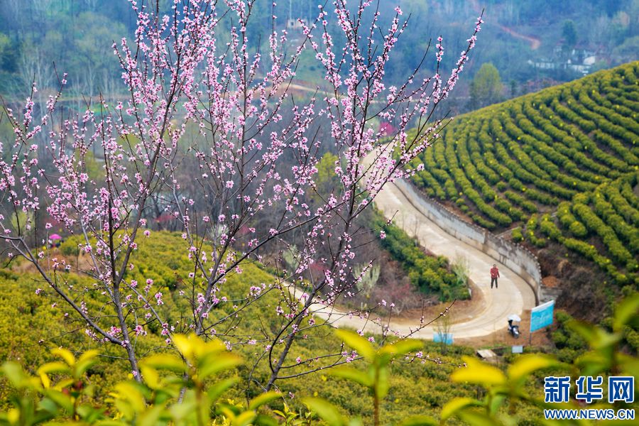 信陽商城：茶園春色