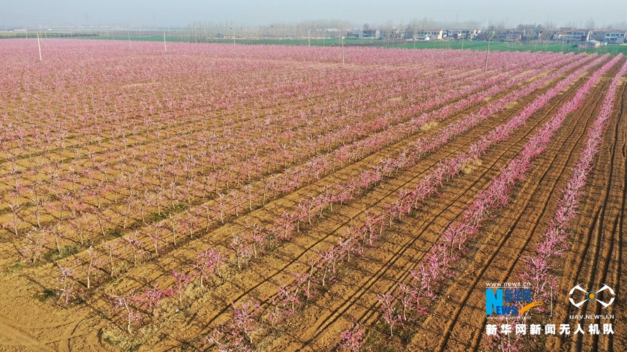 【焦點圖-大圖】【移動端-輪播圖】河南鄢陵：桃花朵朵春滿園