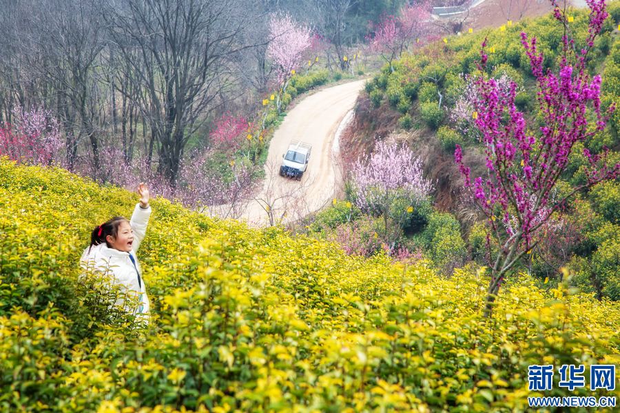 信陽商城：茶園春色