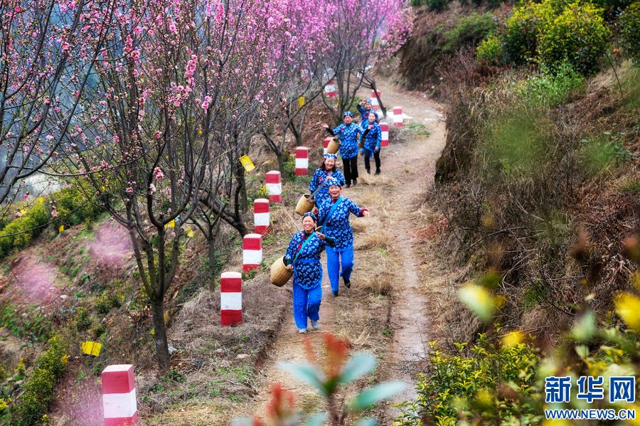 信陽商城：茶園春色