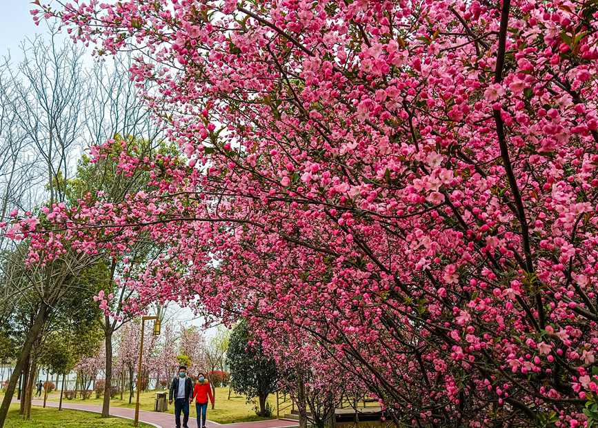 南陽白河國家城市濕地公園：海棠盛開惹人醉