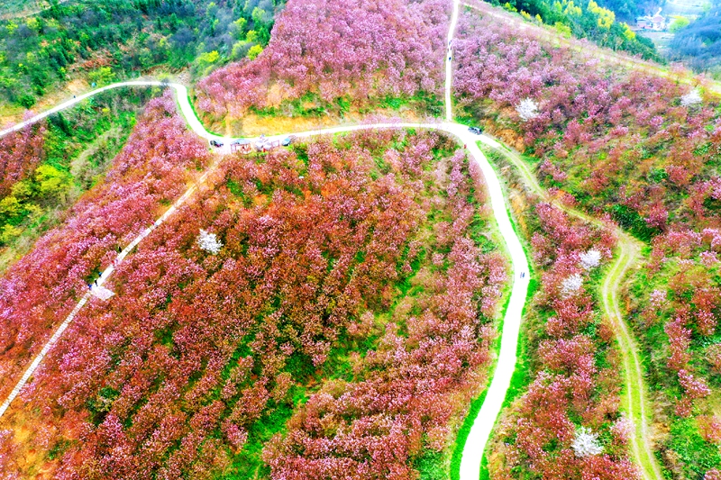 信陽商城：櫻花開春意濃