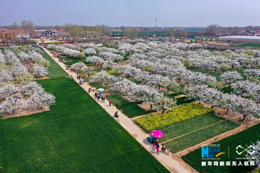 【城市遠洋】【焦點圖-大圖】【移動端-輪播圖】河南原陽：梨園雙花開，春色大不同