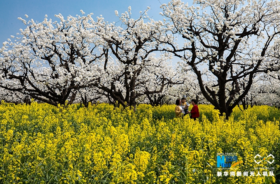 【城市遠洋】【焦點圖-大圖】【移動端-輪播圖】河南原陽：梨園雙花開，春色大不同