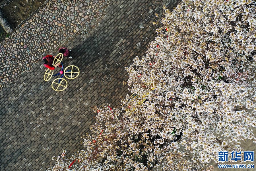 平頂山寶豐：櫻花盛開扮靚鄉村