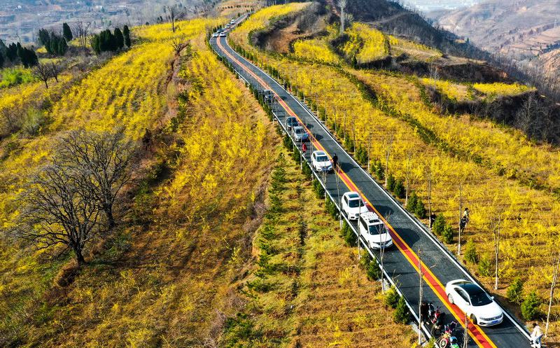 豫西伏牛山：連翹花金黃滿山 彩虹路助民致富