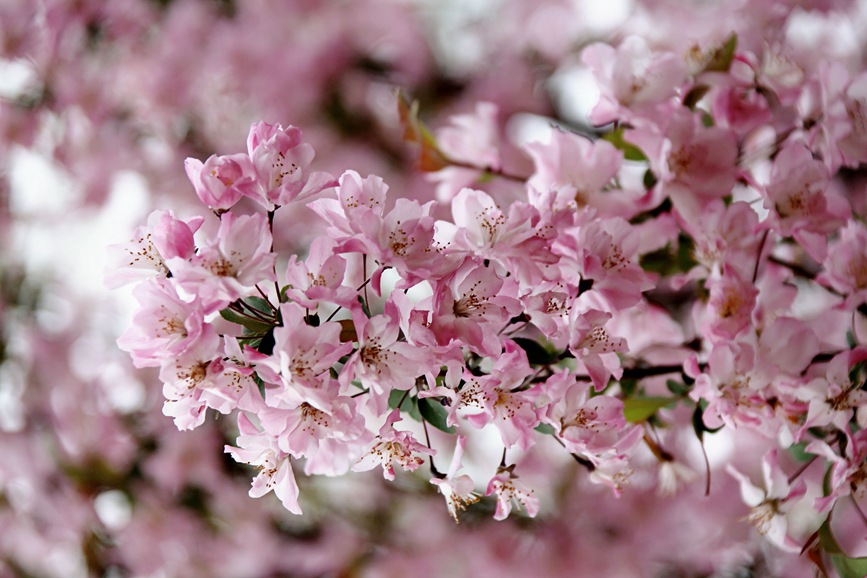 【城市遠洋】洛陽嵩縣：待到春花爛漫時