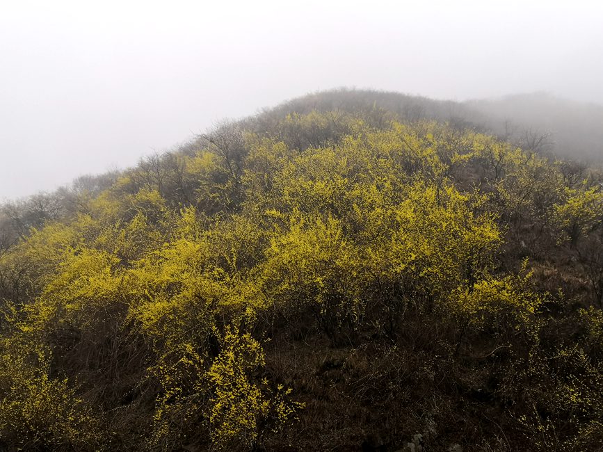 【城市遠洋】洛陽嵩縣：待到春花爛漫時