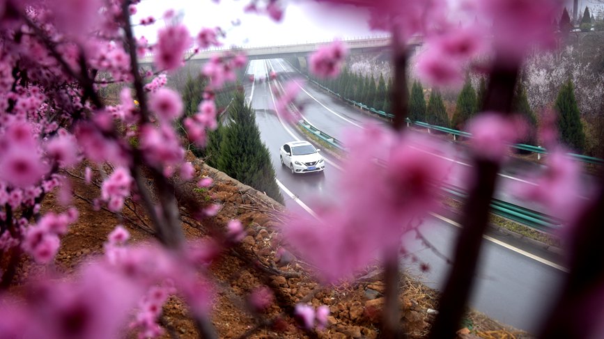 【城市遠洋】洛陽嵩縣：待到春花爛漫時