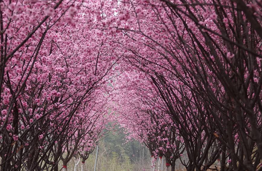 【城市遠洋】洛陽嵩縣：待到春花爛漫時