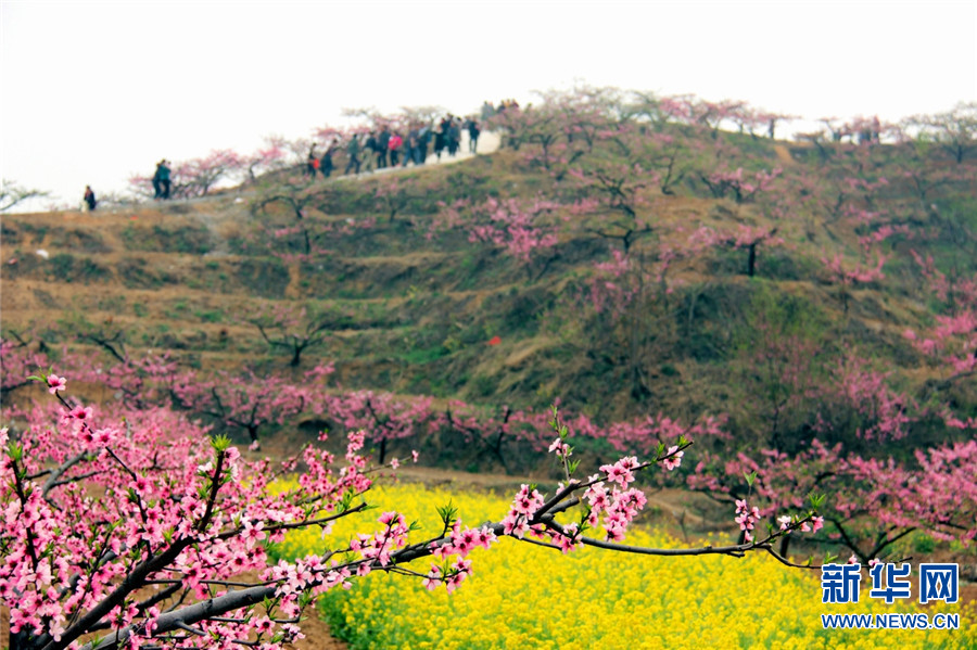 【城市遠洋】【焦點圖-大圖】【移動端-輪播圖】河南魯山：春意濃濃桃花開