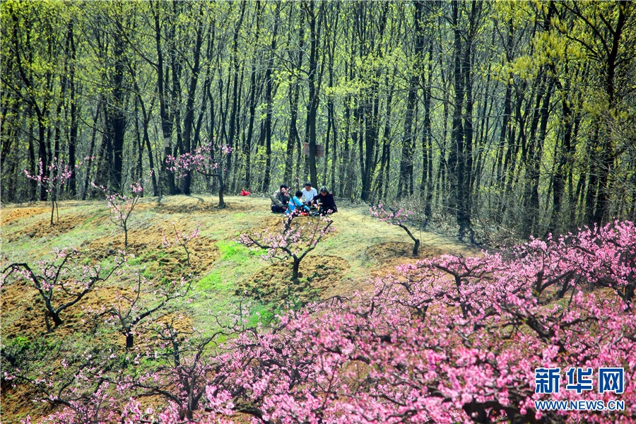 【城市遠洋】【焦點圖-大圖】【移動端-輪播圖】河南魯山：春意濃濃桃花開