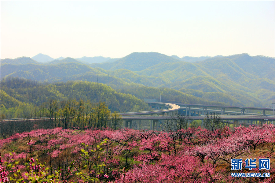 【城市遠洋】【焦點圖-大圖】【移動端-輪播圖】河南魯山：春意濃濃桃花開