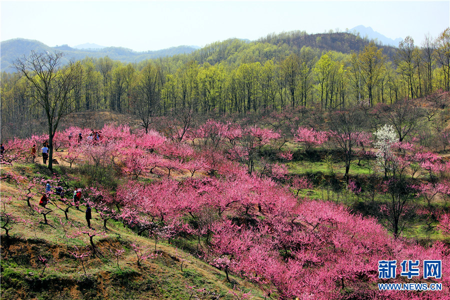 【城市遠洋】【焦點圖-大圖】【移動端-輪播圖】河南魯山：春意濃濃桃花開