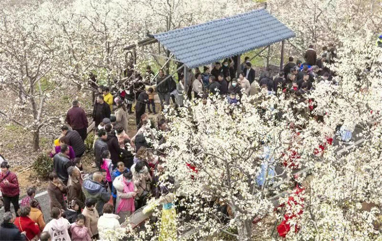 梨花鄉里話豐年 平頂山市魯山縣首屆酥梨文化節開幕