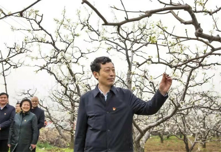 梨花鄉里話豐年 平頂山市魯山縣首屆酥梨文化節開幕