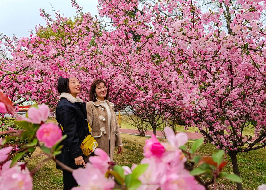 南陽白河國家城市濕地公園：海棠盛開惹人醉