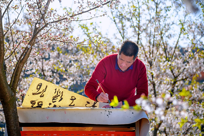 信陽商城：櫻花開春意濃