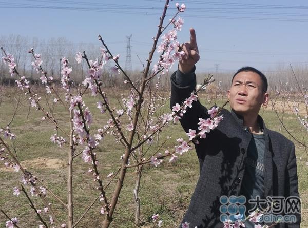 平頂山市魯山縣：沃野桃花繪藍圖 鄉村振興奏樂章