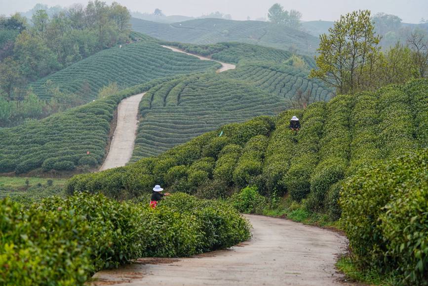 河南信陽：詩畫茶園涌春潮