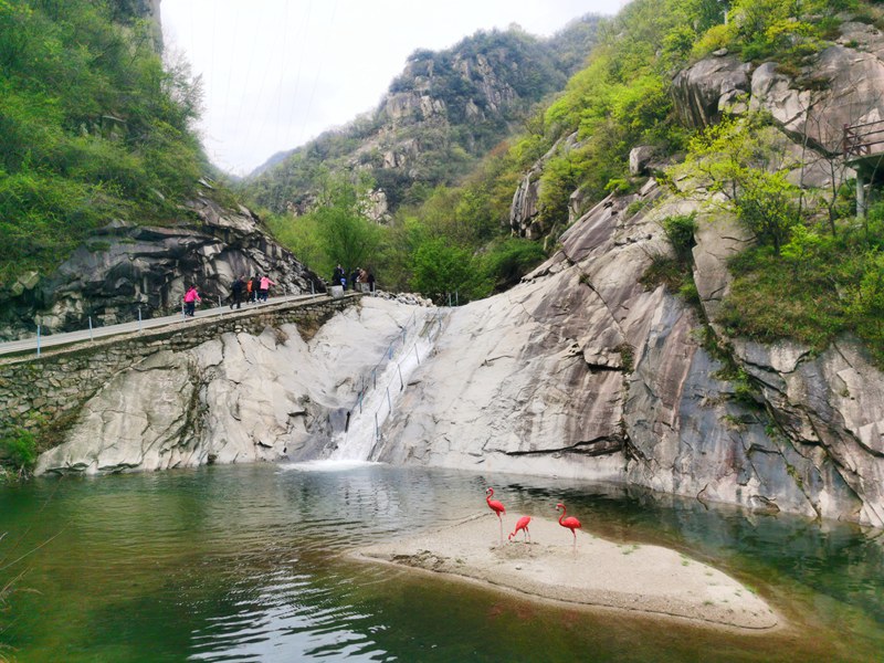 平頂山魯山：詩景龍潭杜鵑盛放 燦若雲霞驚艷遊人