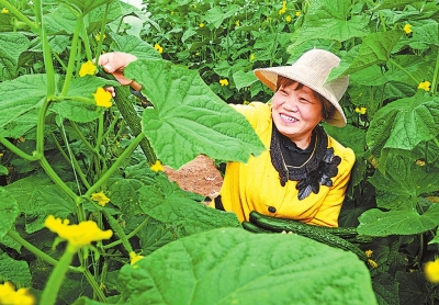 【河南好項目-圖片】焦作蔬菜産業助增收