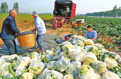 【中原優品-文字列表】商水縣400余畝有機花菜喜獲豐收