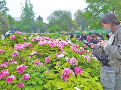 最黑牡丹花開洛陽城 王城公園3天迎14.8萬遊客賞牡丹