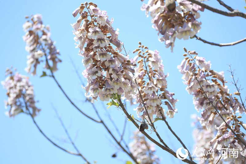 開封蘭考：泡桐花開香滿城