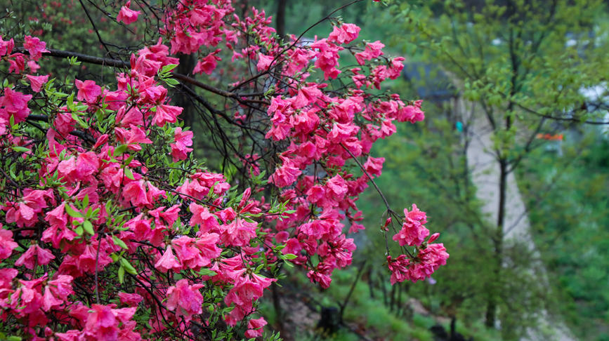 洛陽汝陽：杜鵑花開映山紅