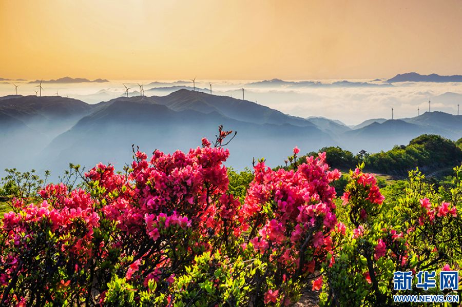 信陽新縣：莫道春不在 杜鵑花已開