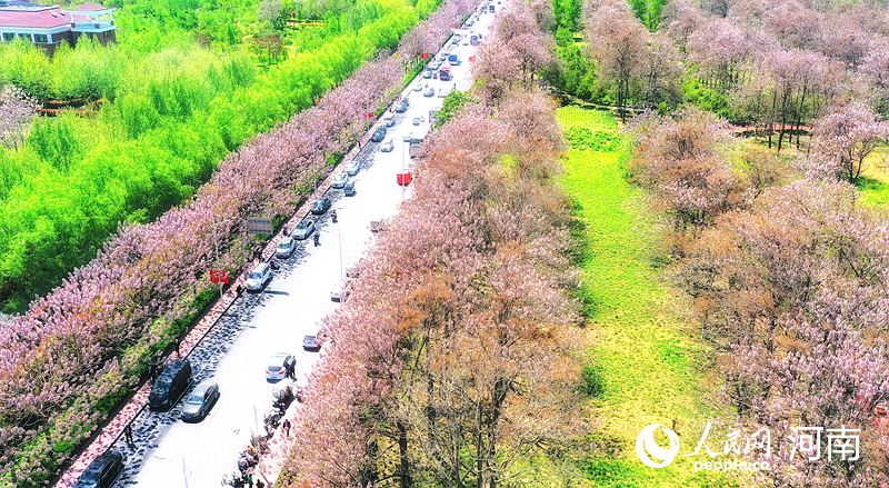 開封蘭考：泡桐花開香滿城