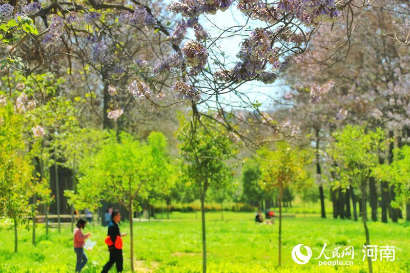 開封蘭考：泡桐花開香滿城