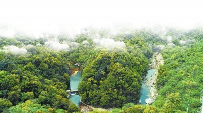 河南長出北亞熱帶最北天然常綠闊葉林