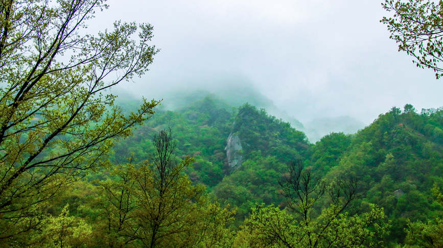 洛陽汝陽：杜鵑花開映山紅