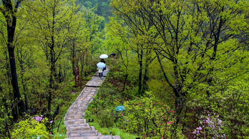 洛陽汝陽：杜鵑花開映山紅