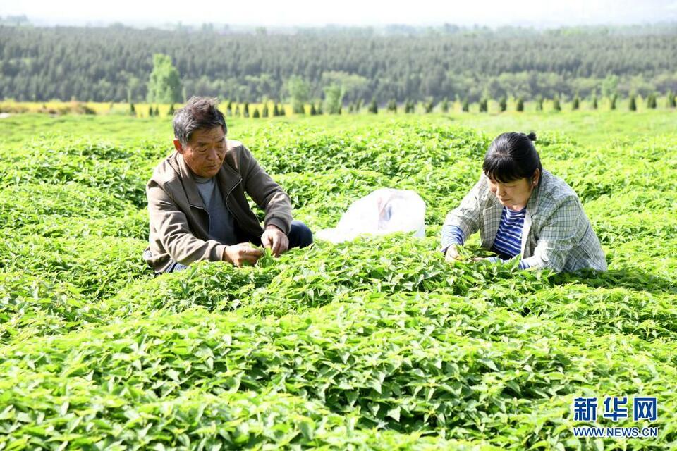 河南濟源：冬淩草種植助農增收