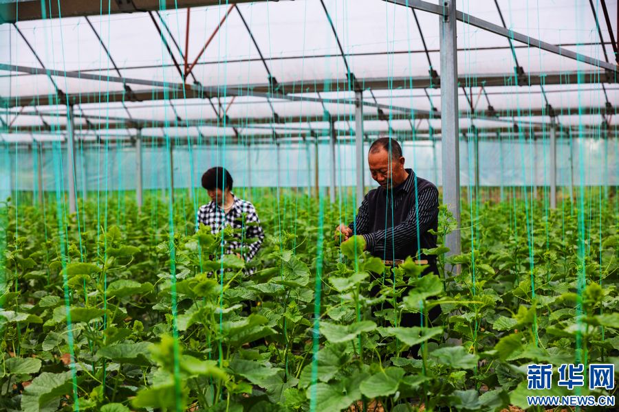 信陽市光山縣：“大棚蔬菜”鼓起農民“錢袋子”