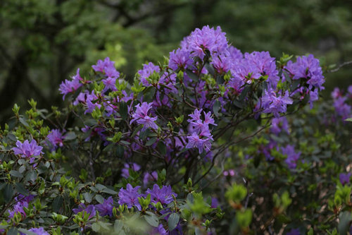 【河南原創】第四屆平頂山山花節暨堯山高山杜鵑花海節開幕