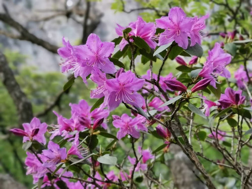 【河南原創】第四屆平頂山山花節暨堯山高山杜鵑花海節開幕